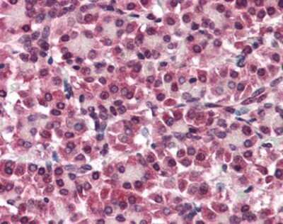 Immunohistochemistry-Paraffin: Glypican 4 Antibody - BSA Free [NBP1-39605]