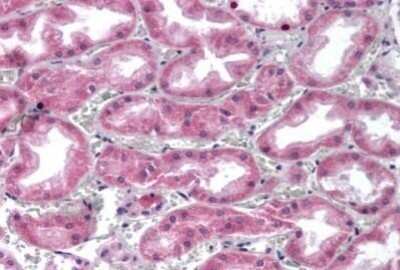 Immunohistochemistry-Paraffin: Glypican 4 Antibody - BSA Free [NBP1-39605]