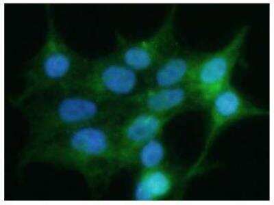 Immunocytochemistry/ Immunofluorescence: Glypican 4 Antibody (51E3) - BSA Free [NBP2-49892]