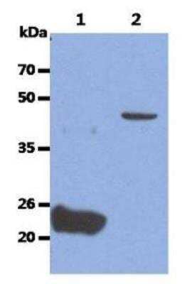 Western Blot: Glypican 4 Antibody (51E3)BSA Free [NBP2-49892]