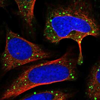 Immunocytochemistry/ Immunofluorescence: Glypican 4 Antibody [NBP1-87697]