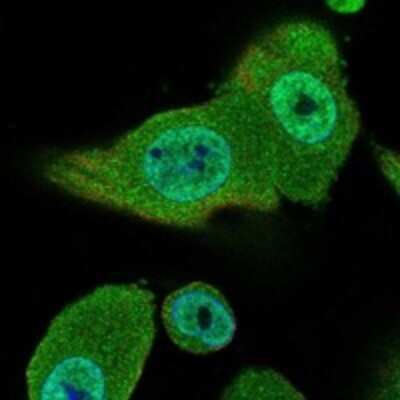 Immunocytochemistry/ Immunofluorescence: Glypican 4 Antibody [NBP3-17858]