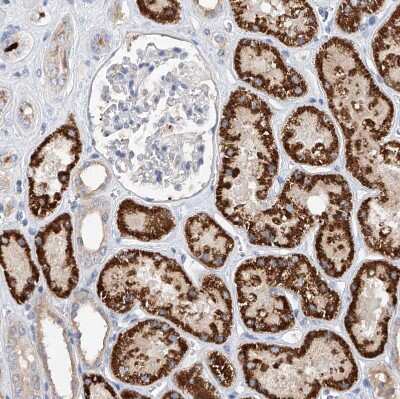 Immunohistochemistry-Paraffin: Glypican 4 Antibody [NBP1-87697]