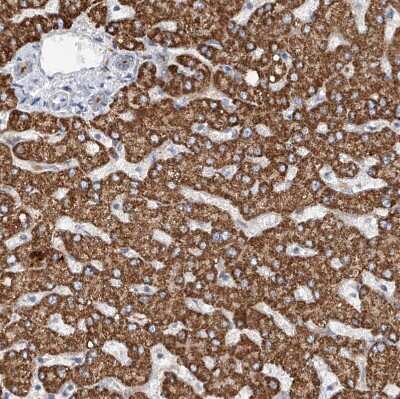 Immunohistochemistry-Paraffin: Glypican 4 Antibody [NBP1-87697]
