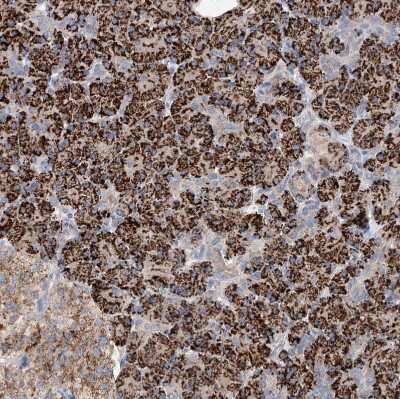 Immunohistochemistry-Paraffin: Glypican 4 Antibody [NBP1-87697]