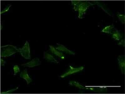 Immunocytochemistry/ Immunofluorescence: Glypican 5 Antibody (1B8) [H00002262-M02]