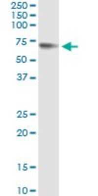 Immunoprecipitation: Glypican 5 Antibody (1C9) [H00002262-M01]