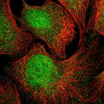 Immunocytochemistry/ Immunofluorescence: Glypican 5 Antibody [NBP2-55481]