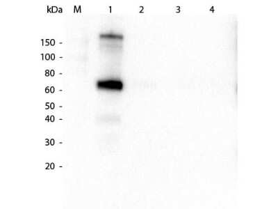 Western Blot: Goat anti-Monkey IgM Heavy Chain Secondary Antibody [NBP2-59719]