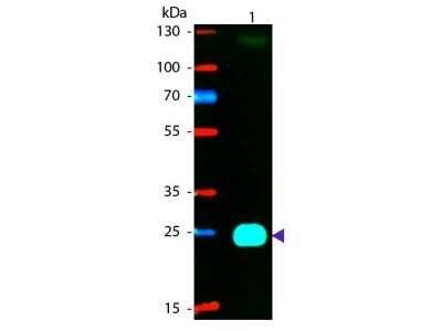 Western Blot: Goat F(ab')2 anti-Mouse IgG F(ab')2 Secondary Antibody (Pre-adsorbed) [NB120-5882]