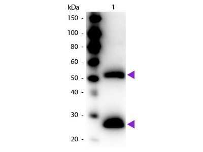 Western Blot: Goat F(ab')2 anti-Mouse IgG (H+L) Secondary Antibody [NBP2-62585]