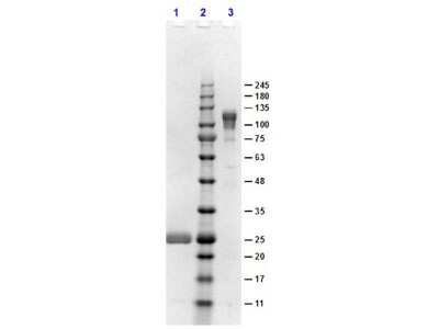 SDS-PAGE: Goat F(ab')2 anti-Rabbit IgG Fc Secondary Antibody [NB120-6016]