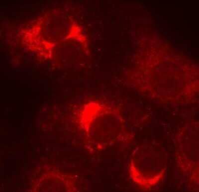 Immunocytochemistry/ Immunofluorescence: Goat F(ab')2 anti-Rabbit IgG (H+L) Secondary Antibody (Pre-adsorbed) [NBP1-75335]