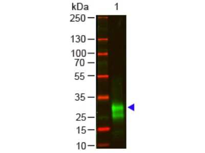 Western Blot: Goat F(ab')2 anti-Rabbit IgG F(ab')2 Secondary Antibody (Pre-adsorbed) [NB120-6107]