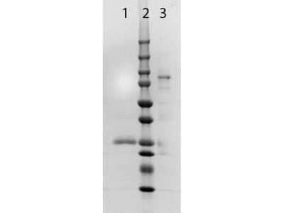 SDS-PAGE: Goat F(ab) anti-Rabbit IgG (H+L) Secondary Antibody [NB120-6824]