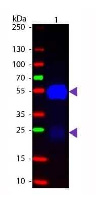 Western Blot: Goat F(ab) anti-Rabbit IgG (H+L) Secondary Antibody [NB120-6824]