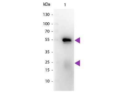Western Blot: Goat F(ab) anti-Rabbit IgG (H+L) Secondary Antibody [NB120-6824]
