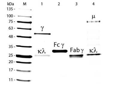 SDS-PAGE: Goat IgM Isotype Control [NBP1-97008]