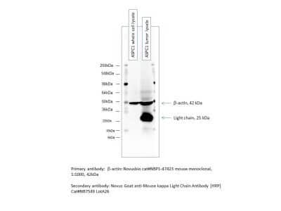 Western Blot: Goat anti-Mouse Kappa Light Chain Secondary Antibody [NB7546]