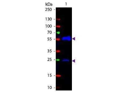 Western Blot: Goat anti-Armenian Hamster IgG (H+L) Secondary Antibody [NB120-5738]