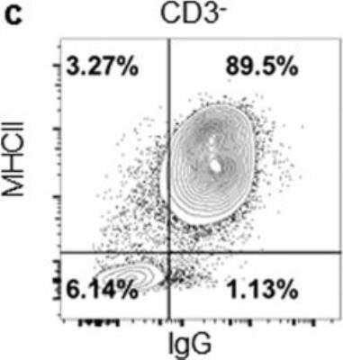 Flow Cytometry: Goat anti-Bat IgG (H+L) Secondary Antibody [NB7237]