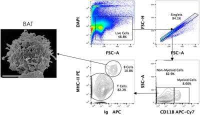 Flow Cytometry: Goat anti-Bat IgG (H+L) Secondary Antibody [NB7237]