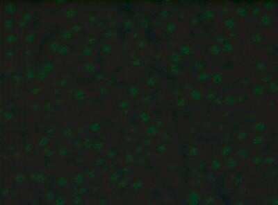 Immunocytochemistry/ Immunofluorescence: Goat anti-Canine IgG (H+L) Secondary Antibody [NBP2-60652]