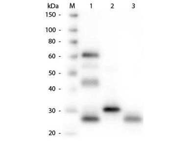 Western Blot: Goat anti-Chicken IgG (H+L) Secondary Antibody [NBP1-72720]