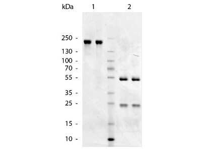 SDS-PAGE: Goat anti-Chicken IgM Heavy Chain Secondary Antibody [NBP2-60690]