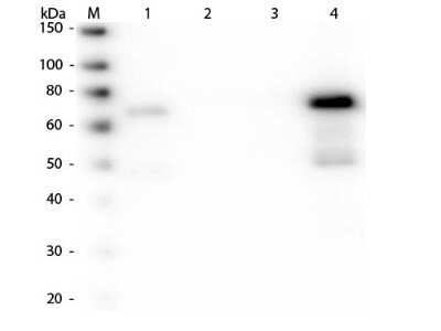 Western Blot: Goat anti-Chicken IgM Heavy Chain Secondary Antibody [NBP2-60690]