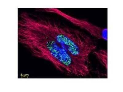 Immunocytochemistry/ Immunofluorescence: Goat anti-Hamster IgG (H+L) Secondary Antibody (Pre-adsorbed) [NBP1-71730]