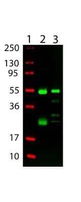 Western Blot: Goat anti-Hamster IgG (H+L) Secondary Antibody (Pre-adsorbed) [NBP1-71730]