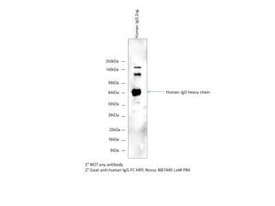 Western Blot: Goat anti-Human IgG Fc Secondary Antibody [NB7446]