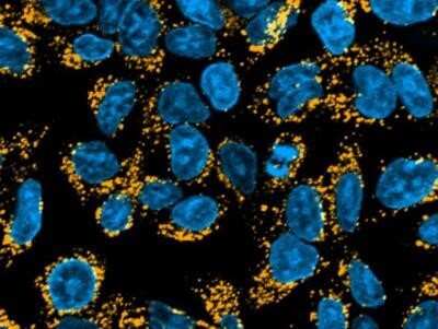 Immunocytochemistry/ Immunofluorescence: Goat anti-Human IgG Fc Secondary Antibody [NBP1-74974]