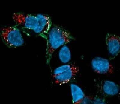 Immunocytochemistry/ Immunofluorescence: Goat anti-Human IgG Fc Secondary Antibody [NBP1-74974]