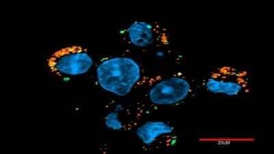 Immunocytochemistry/ Immunofluorescence: Goat anti-Human IgG Fc Secondary Antibody [NBP1-74974]