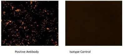 Immunocytochemistry/ Immunofluorescence: Goat anti-Human IgG (H+L) Secondary Antibody [NB7475]