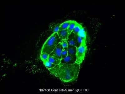 Staining of Human Cell Line Using FITC Conjugated Secondary Antibody