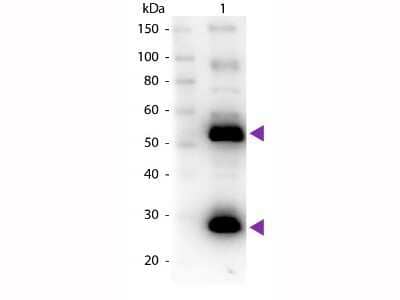 Western Blot: Goat anti-Human IgG (H+L) Secondary Antibody (Pre-adsorbed) [NB120-7155]
