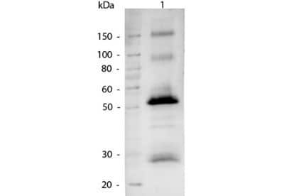 Western Blot: Goat anti-Human IgG (H+L) Secondary Antibody [NBP2-60658]