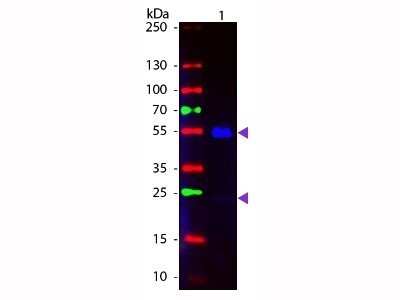 Western Blot: Goat anti-Human IgG (H+L) Secondary Antibody [NBP2-60658]