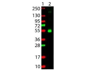 Western Blot: Goat anti-Monkey IgG Heavy Chain Secondary Antibody [NBP2-60692]