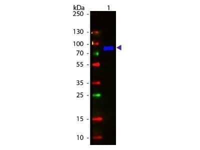 Western Blot: Goat anti-Monkey IgM Heavy Chain Secondary Antibody [NBP2-59719]