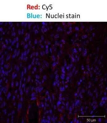 Immunohistochemistry: Goat anti-Mouse IgG F(ab')2 Secondary Antibody [NB7588]