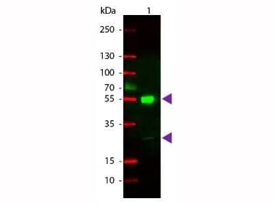 Western Blot: Goat anti-Mouse IgG F(ab')2 Secondary Antibody [NB7588]