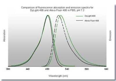 Fluorophore-linked immunosorbent assay: Goat anti-Mouse IgG Fc Secondary Antibody [NBP2-60664]