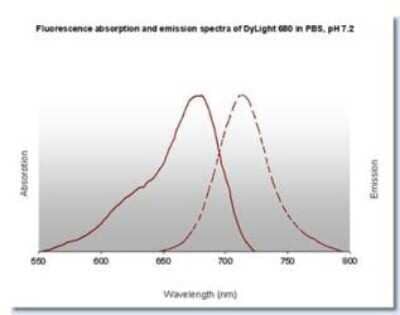 Fluorophore-linked immunosorbent assay: Goat anti-Mouse IgG Fc Secondary Antibody [NBP2-60664]