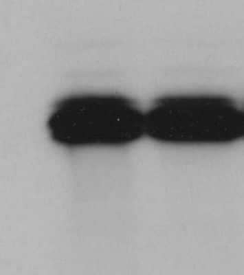 Western Blot: Goat anti-Mouse IgG Fc Secondary Antibody [NB7558]