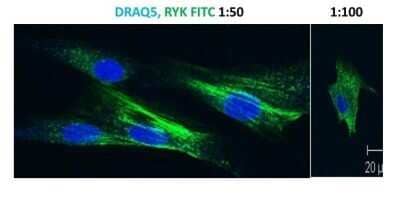 Immunocytochemistry/ Immunofluorescence: Goat anti-Mouse IgG (H+L) Secondary Antibody [NB7535]