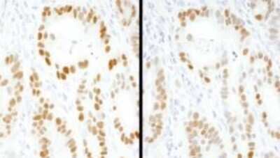 Immunohistochemistry-Paraffin: Goat anti-Mouse IgG (H+L) Secondary Antibody [NB7535]